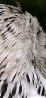 Close-up of elegant owl feathers in natural tones.