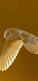 Graceful owl in flight with a golden brown background.