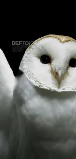 Elegant white owl on a dark mobile wallpaper background.