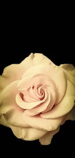 Elegant pale rose against black background wallpaper.