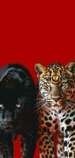 Black panther and leopard on bold red background.