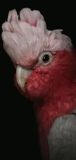 Elegant parrot with vibrant plumage against a dark background wallpaper.