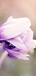 Delicate pastel purple flower on a serene mobile wallpaper.