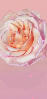 Elegant rose with pastel pink petals on a soft pink background.