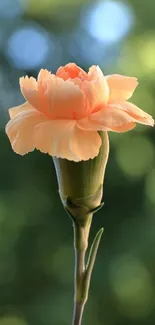 Peach blossom with blurred green backdrop.