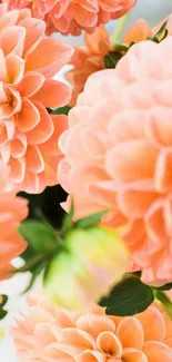 Elegant peach dahlia flowers on mobile wallpaper.