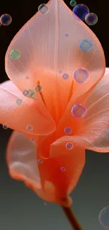 Delicate peach flower with soft petals for elegant mobile wallpaper.