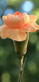 Elegant peach flower with soft focus background.