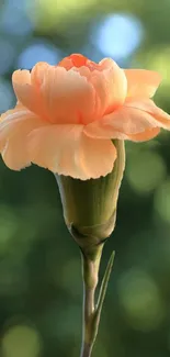 Peach flower with green background, elegant and serene.