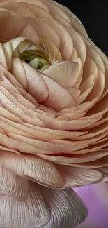 Close-up of a delicate peach flower with layered petals.