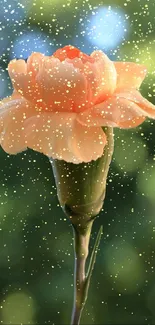 Peach flower with bokeh background and glowing specks.