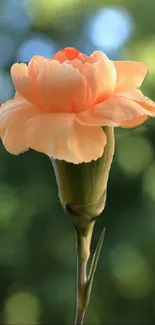 Elegant peach flower against green background mobile wallpaper.