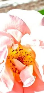 Mobile wallpaper with a delicate peach rose blossom in soft focus.