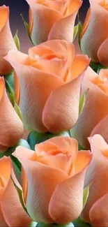 Elegant bouquet of peach roses on a soft gradient background.