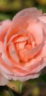 Close-up of a vibrant peach rose in full bloom.
