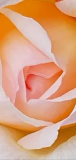 Close-up of a peach rose with lush green leaves.