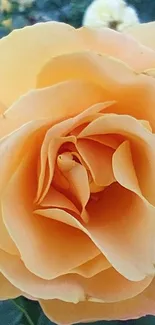 Close-up of a beautiful peach rose bloom with delicate petals.