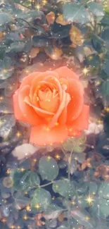 Elegant peach rose with sparkles on leafy background.