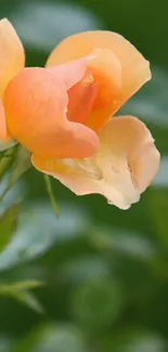 Peach rose with green leaves, serene background.