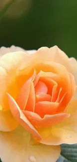 Elegant peach rose in garden setting mobile wallpaper.