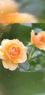 Peach roses with lush green leaves, creating an elegant and natural mobile wallpaper.