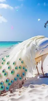 Elegant white peacock on a tropical beach with a vibrant blue ocean background.