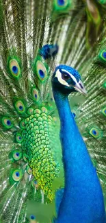 A vibrant blue peacock with stunning feather display.