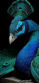 Elegant peacock with blue and green feathers on a dark background.