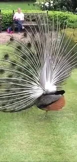 Peacock with vibrant feather fan in a lush garden setting.