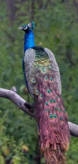 Colorful peacock in lush forest setting.