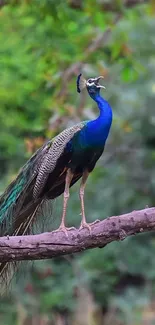 Vibrant peacock perched on a branch in a lush, green forest.