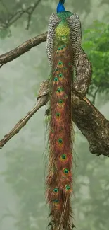 Majestic peacock perched on a tree branch with vibrant green plumage.