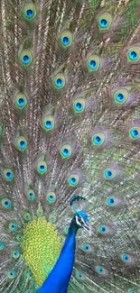 Vibrant peacock with colorful feathers displaying majestic plumage.