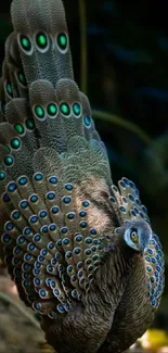 Elegant peacock displaying vibrant feathers in a phone wallpaper.