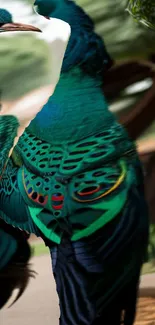 Close-up of a vibrant peacock's plumage.