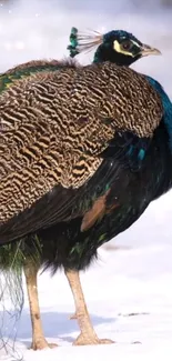 Elegant peacock with vibrant feathers on white background.