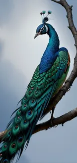 Elegant blue and green peacock perched on a tree branch with a soft sky background.