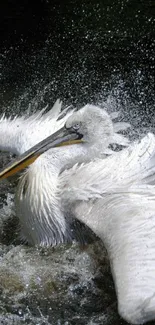 Elegant pelican splashing water beautifully.