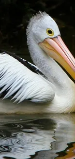 Serene pelican gliding on reflective water.