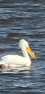 Pelican gliding on dark blue water, showcasing elegant and serene natural beauty.