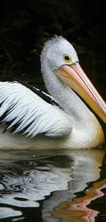 A graceful pelican glides on dark, reflective waters with elegance.