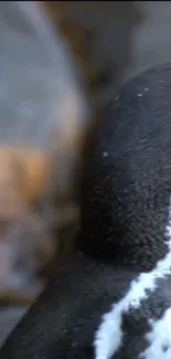 Close-up of a penguin showing rich black and white textures.