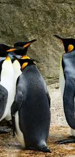 Group of king penguins in their natural habitat.