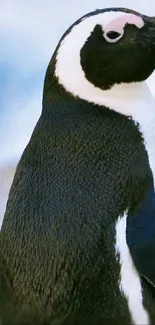 Close-up shot of a penguin with a blurred natural background.