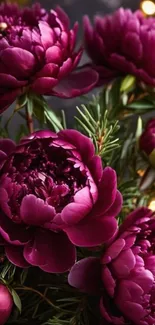 Deep magenta peonies with greenery on a mobile wallpaper.