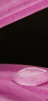 Close-up of a pink petal with a dew drop, set against a dark background.