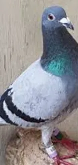 Majestic pigeon perched on a branch displaying vibrant feather patterns.