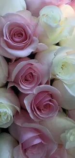 Elegant pink and white roses wallpaper.