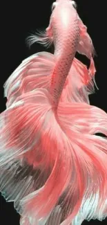 Elegant pink Betta fish with flowing fins on a dark background.