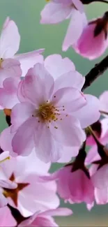 Elegant pink cherry blossom wallpaper with green background.